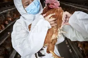 Rookie梅奔F1为何如此细节曝光(梅奔f1官网)